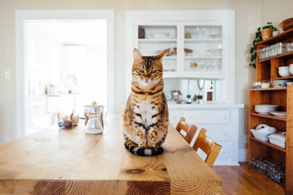 Comment savoir si les glandes anales du chat sont pleines ?